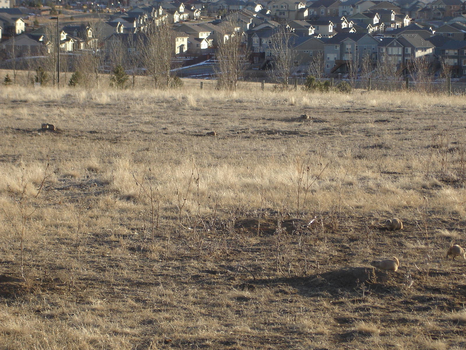 Prairie Dogs - houses outside the center