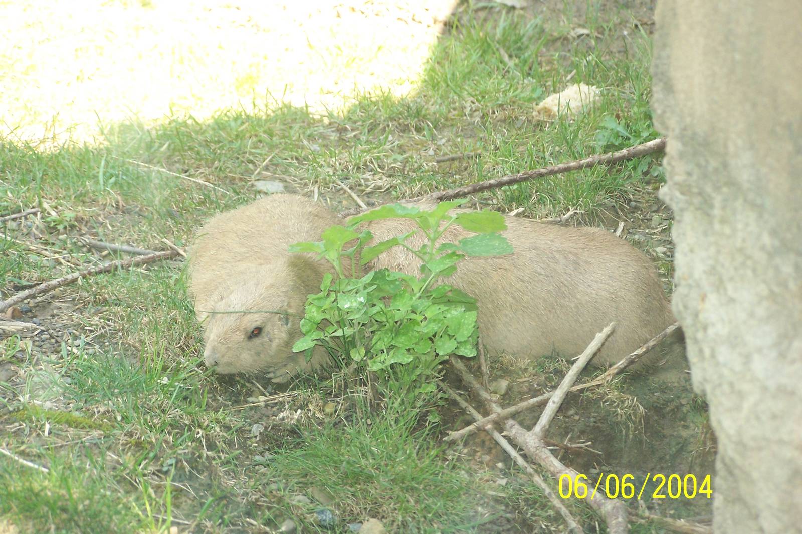 Prairie Dogs ~ North America