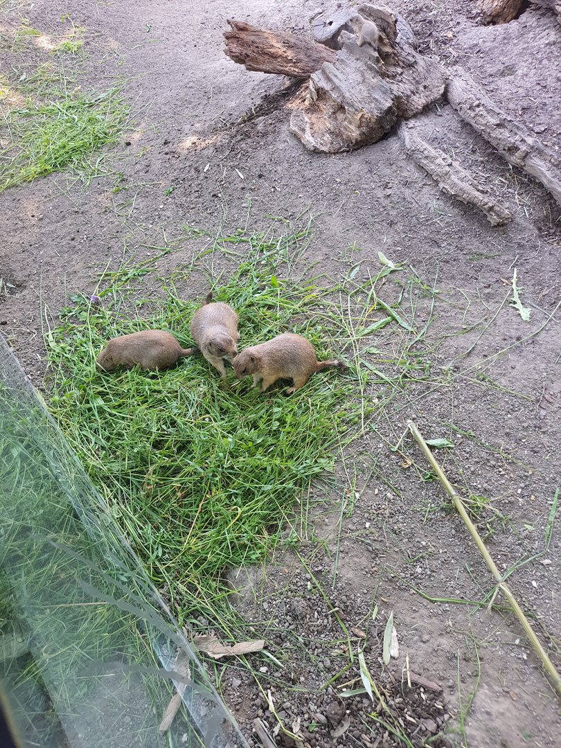 Prairie dogs- Tiergarten Schönbrunn