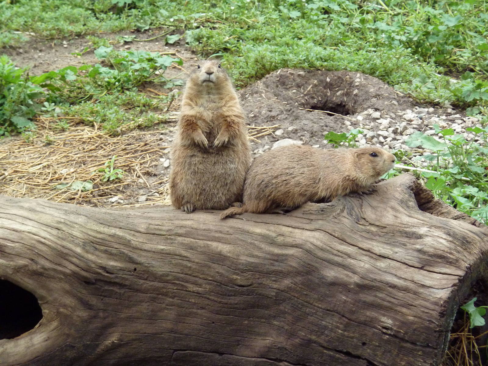 Prairie Dogs