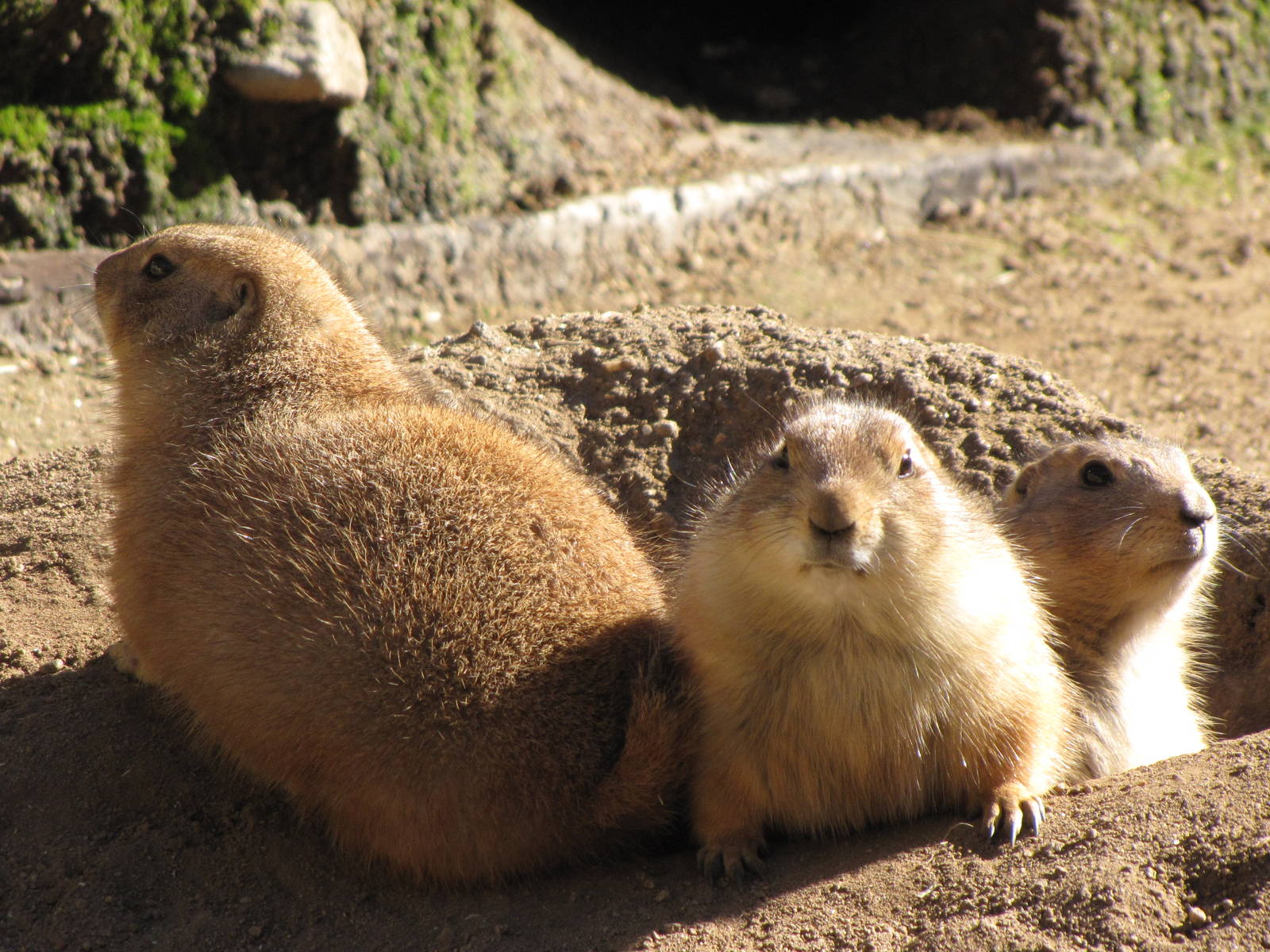 Prairie Dogs