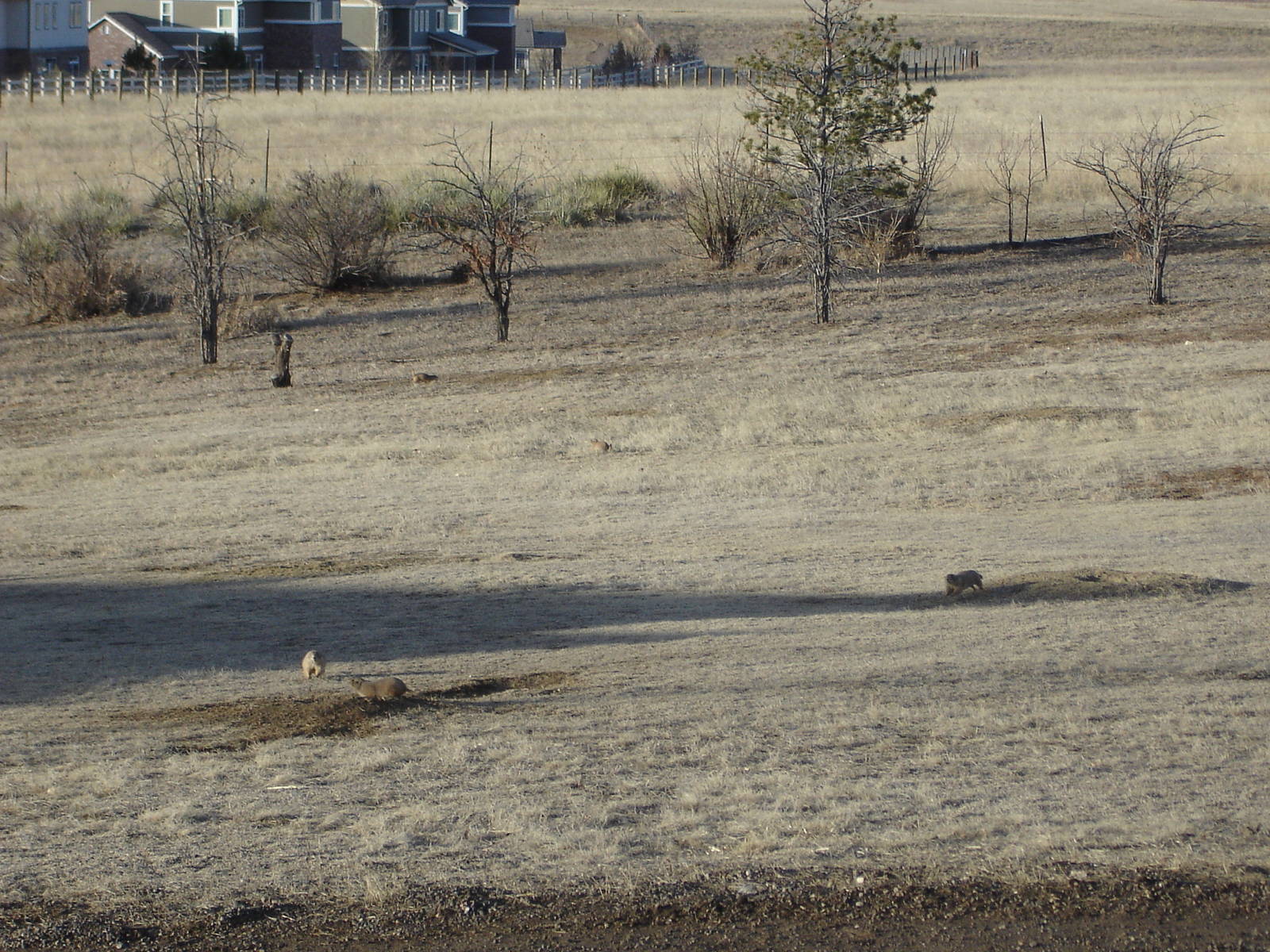 Prairie Dogs