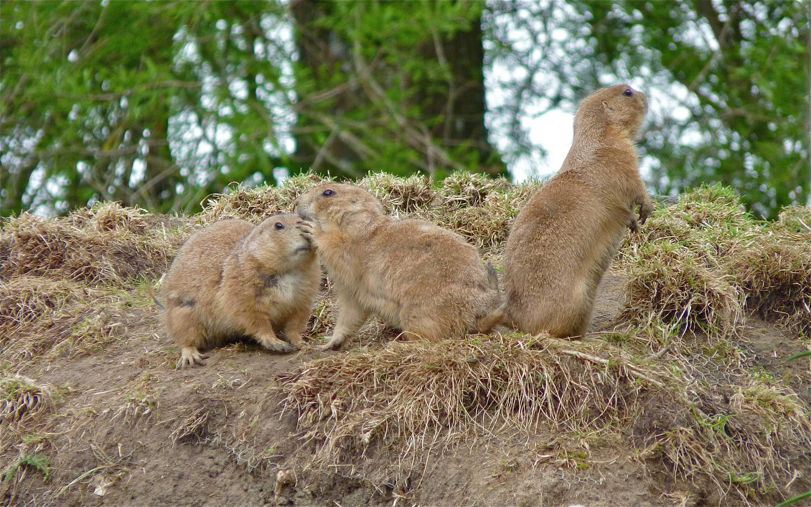Prairie Dogs
