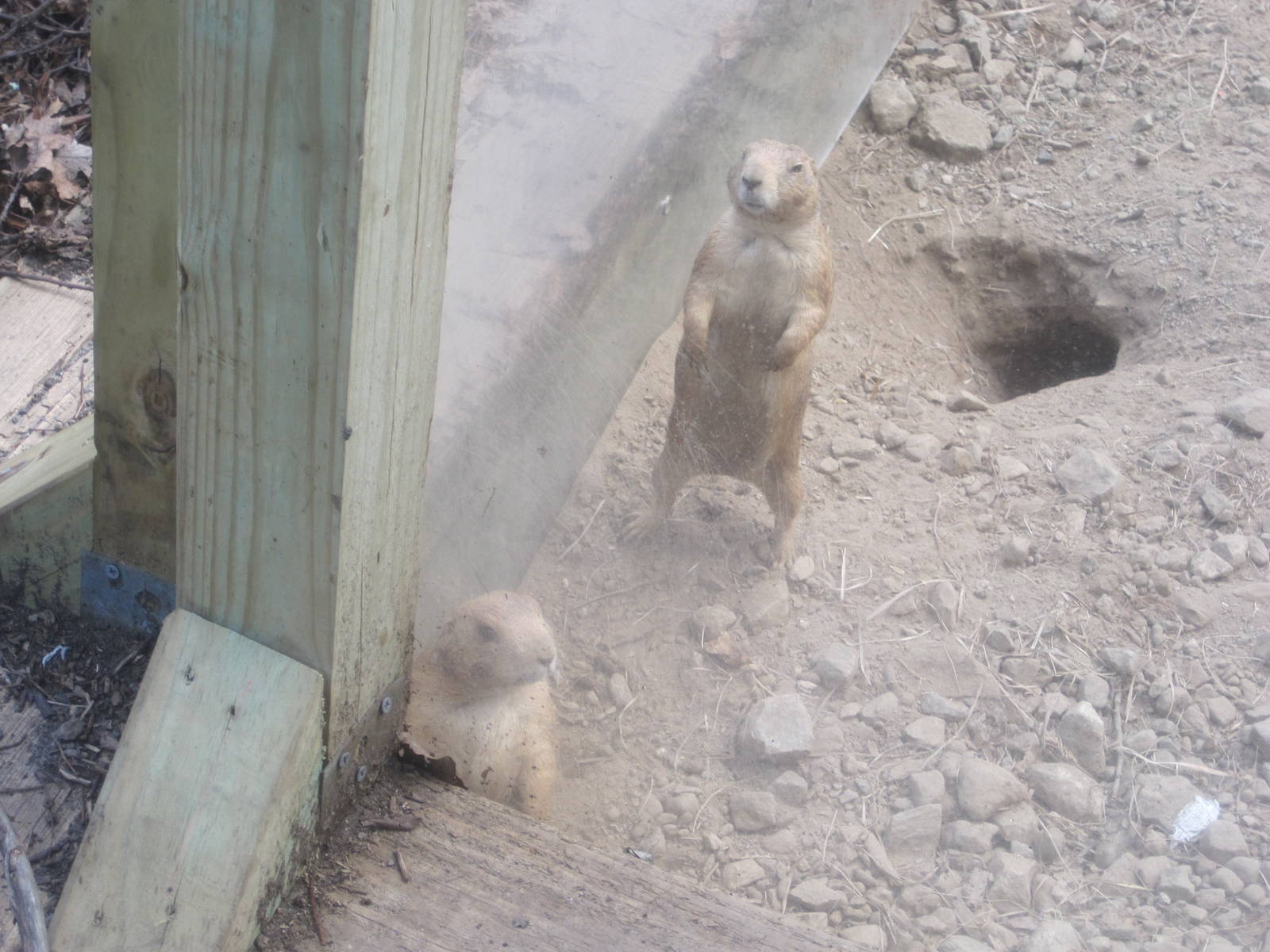Prairie Dogs