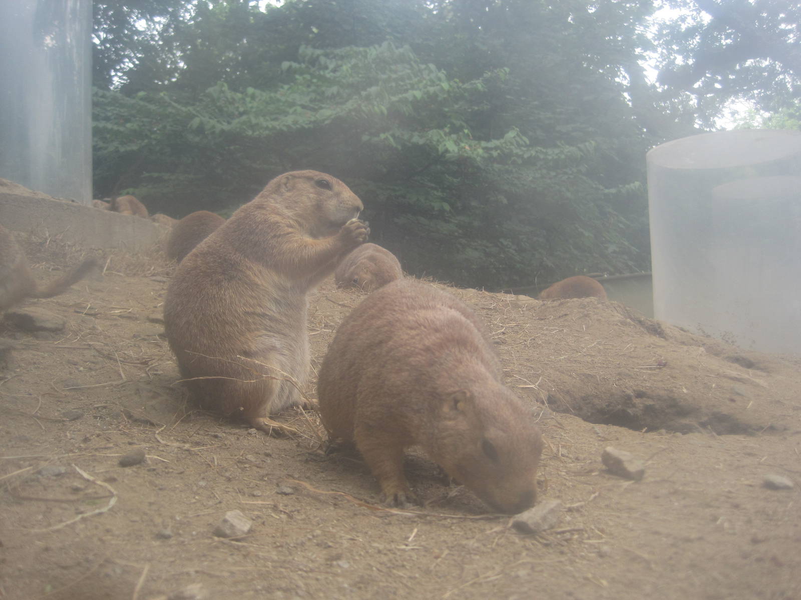 Prairie Dogs