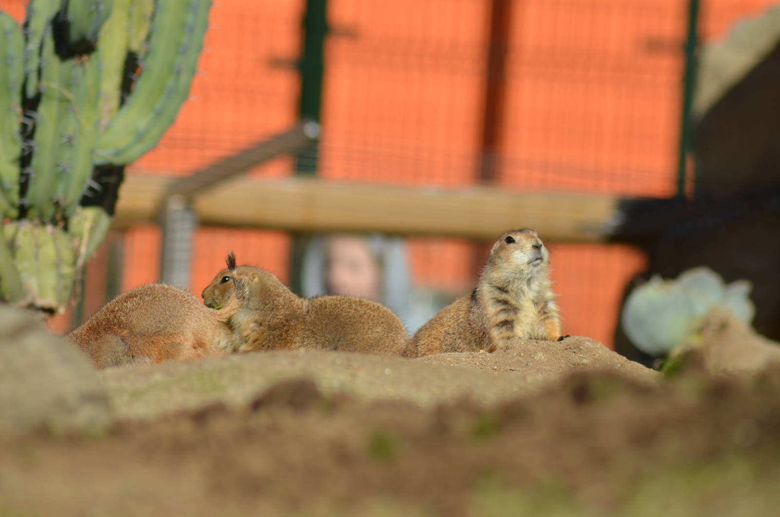Prairie Dogs