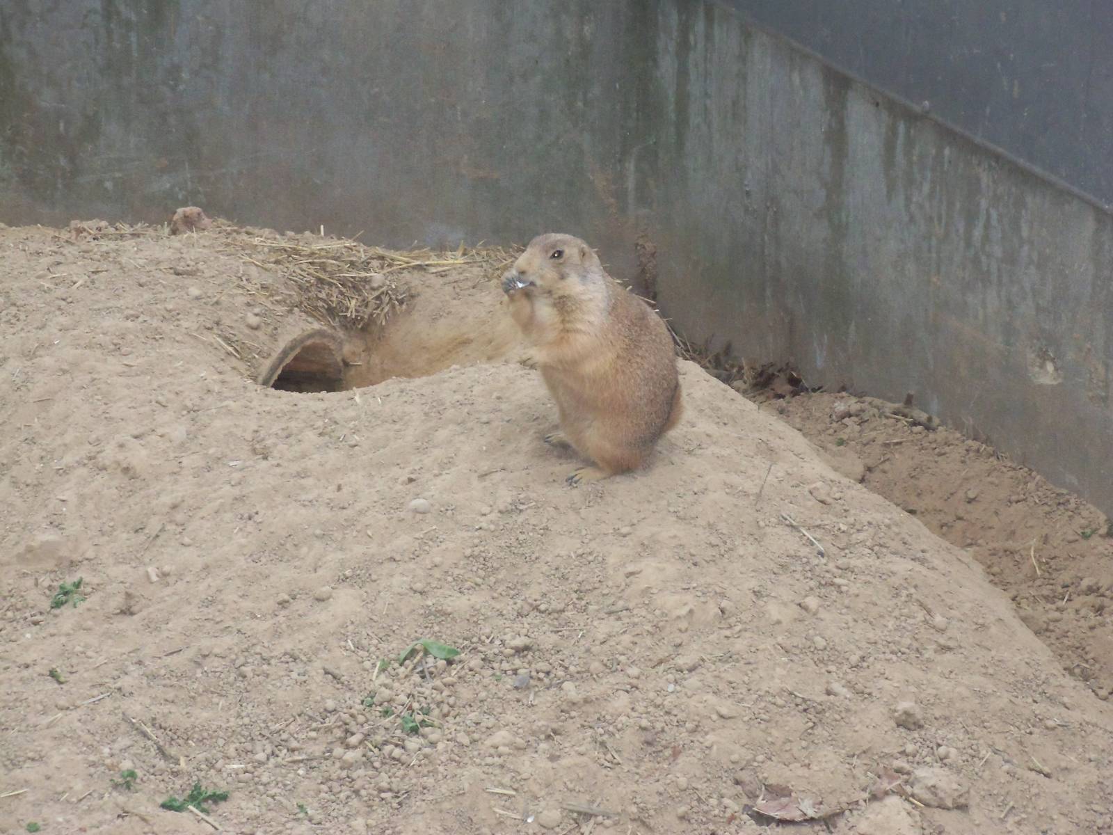 Prairie Dogs
