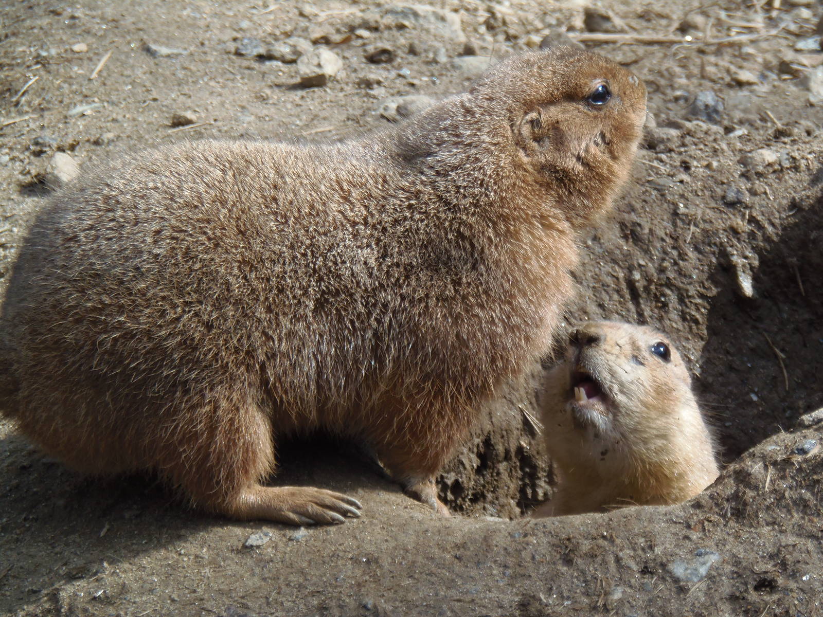 Prairie Dogs