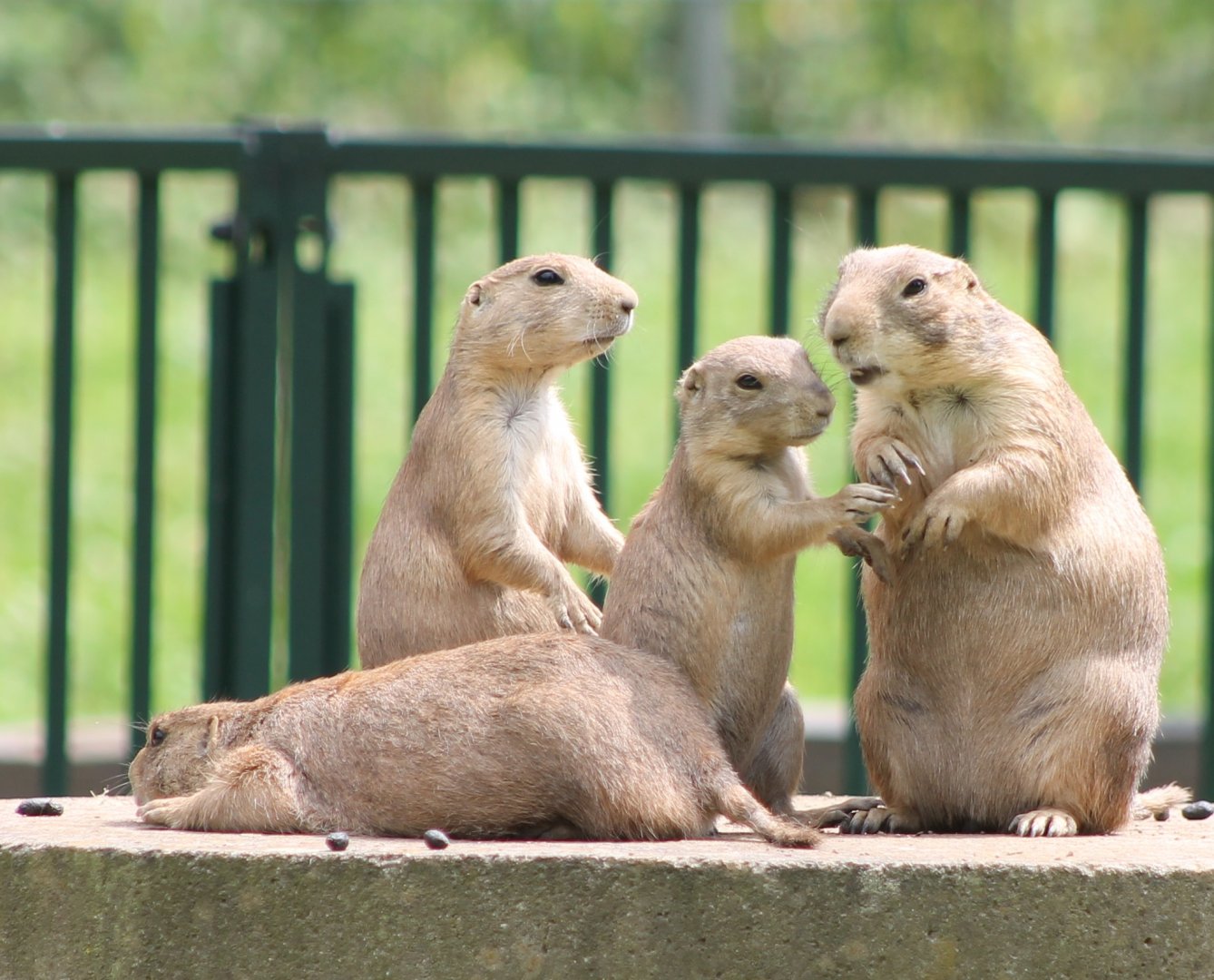 Prairie dogs