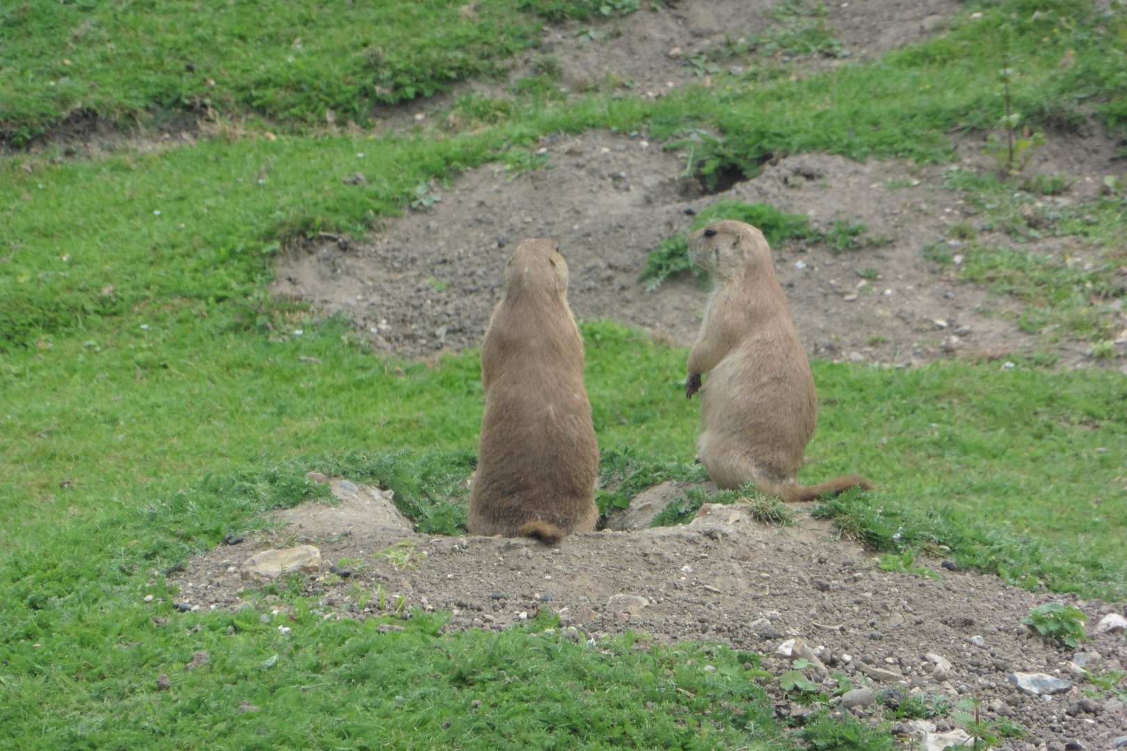 Prairie Dogs