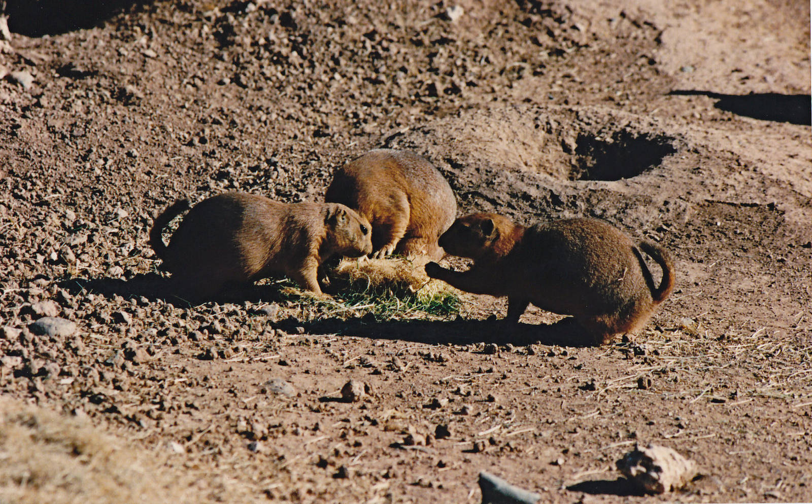 Prairie Dogs
