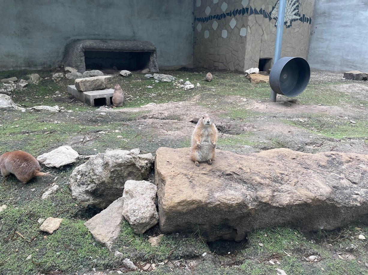 Prairie Dogs