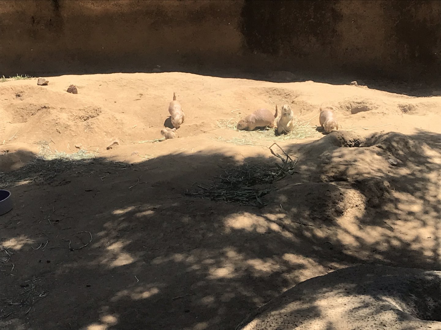 Prairie Dogs
