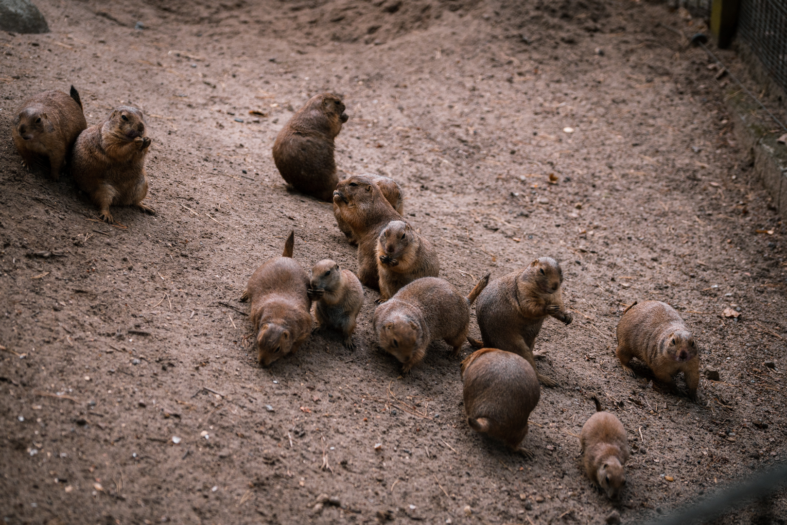 Prairie Dogs