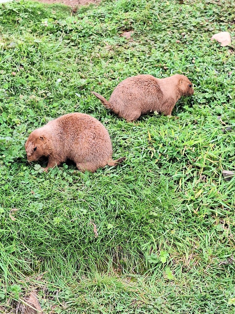 Prairie Dogs