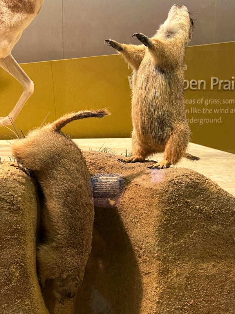 Prairie Dogs