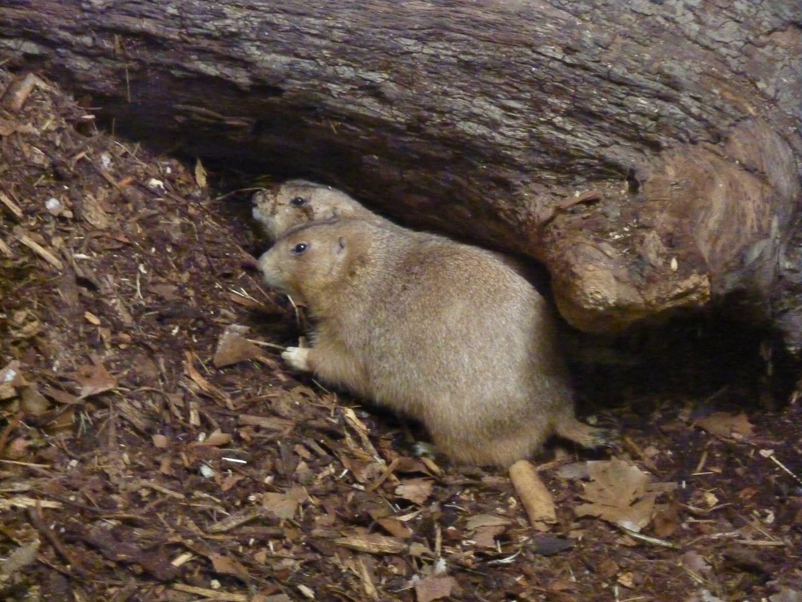 Prairie dogs