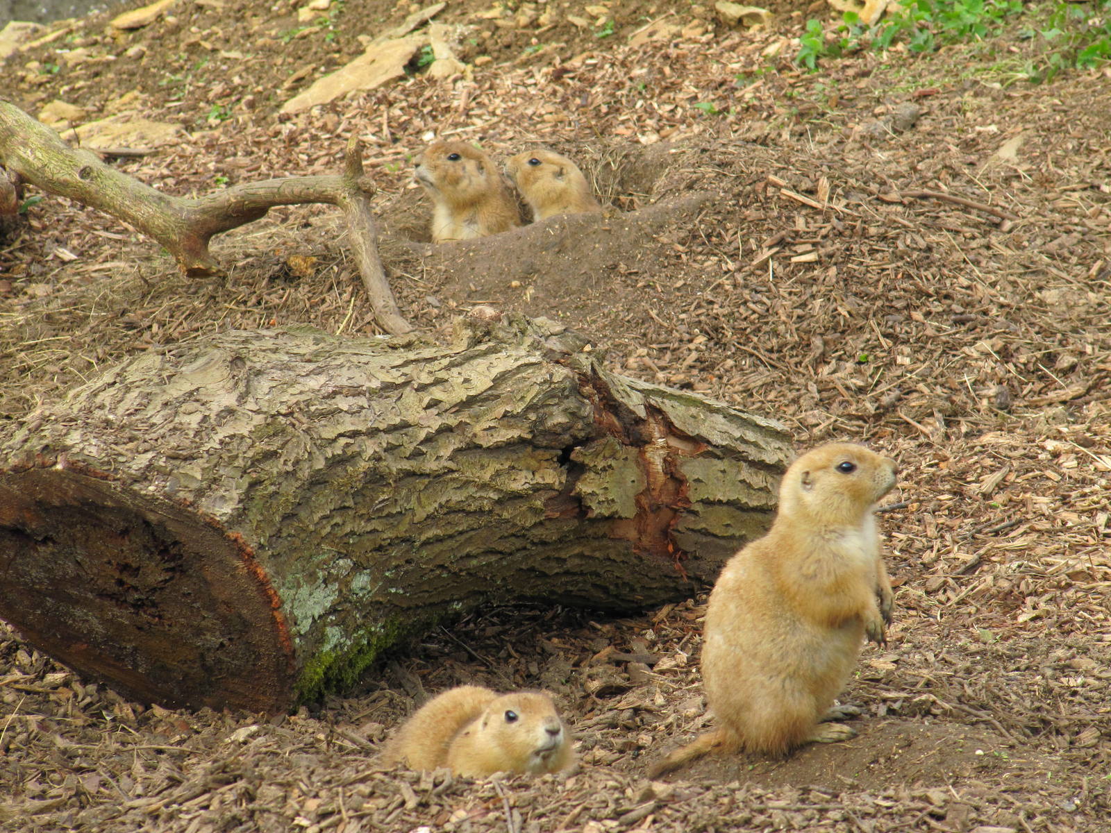 Prairie Dogs