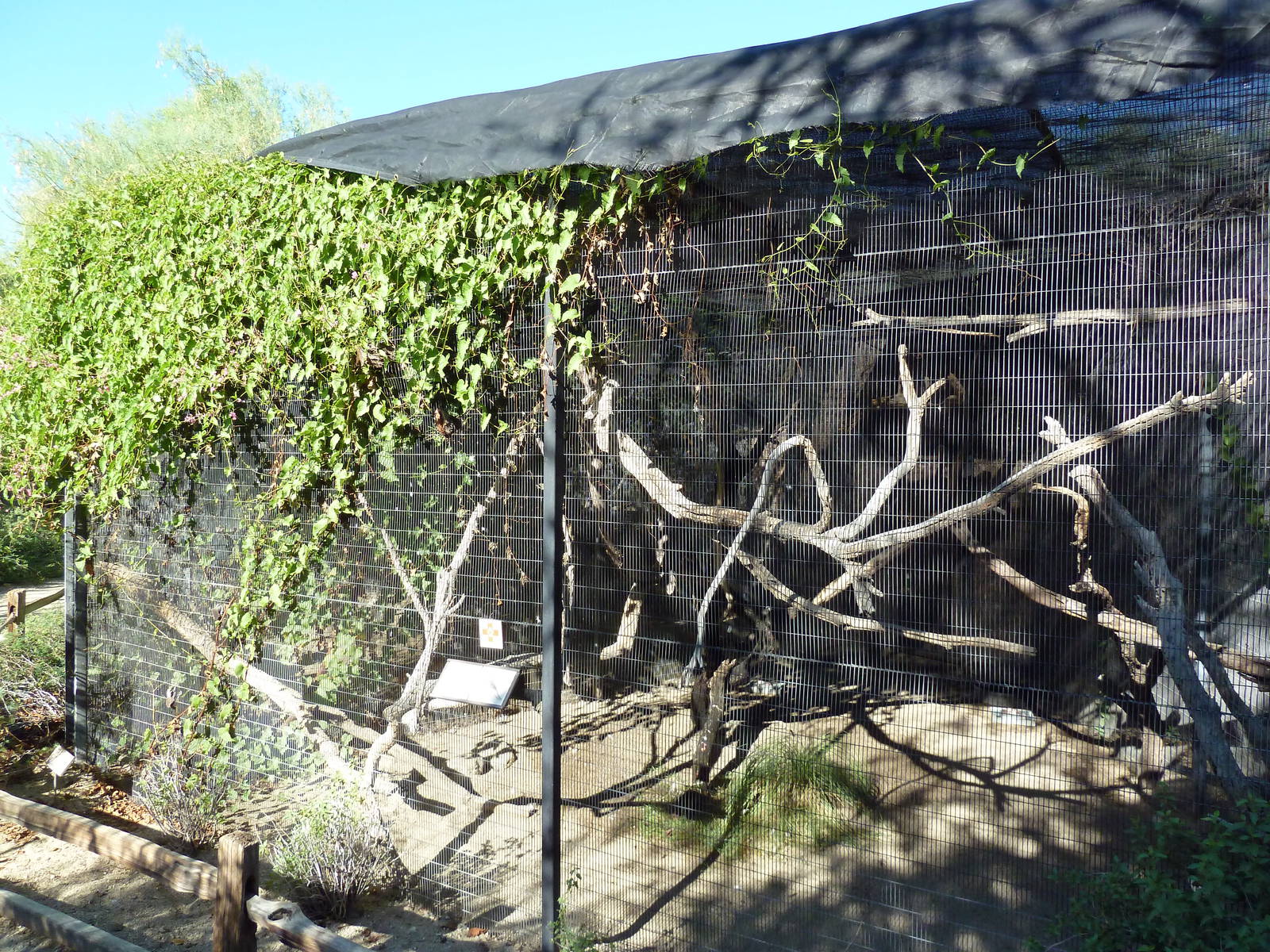Prairie Falcon Exhibit