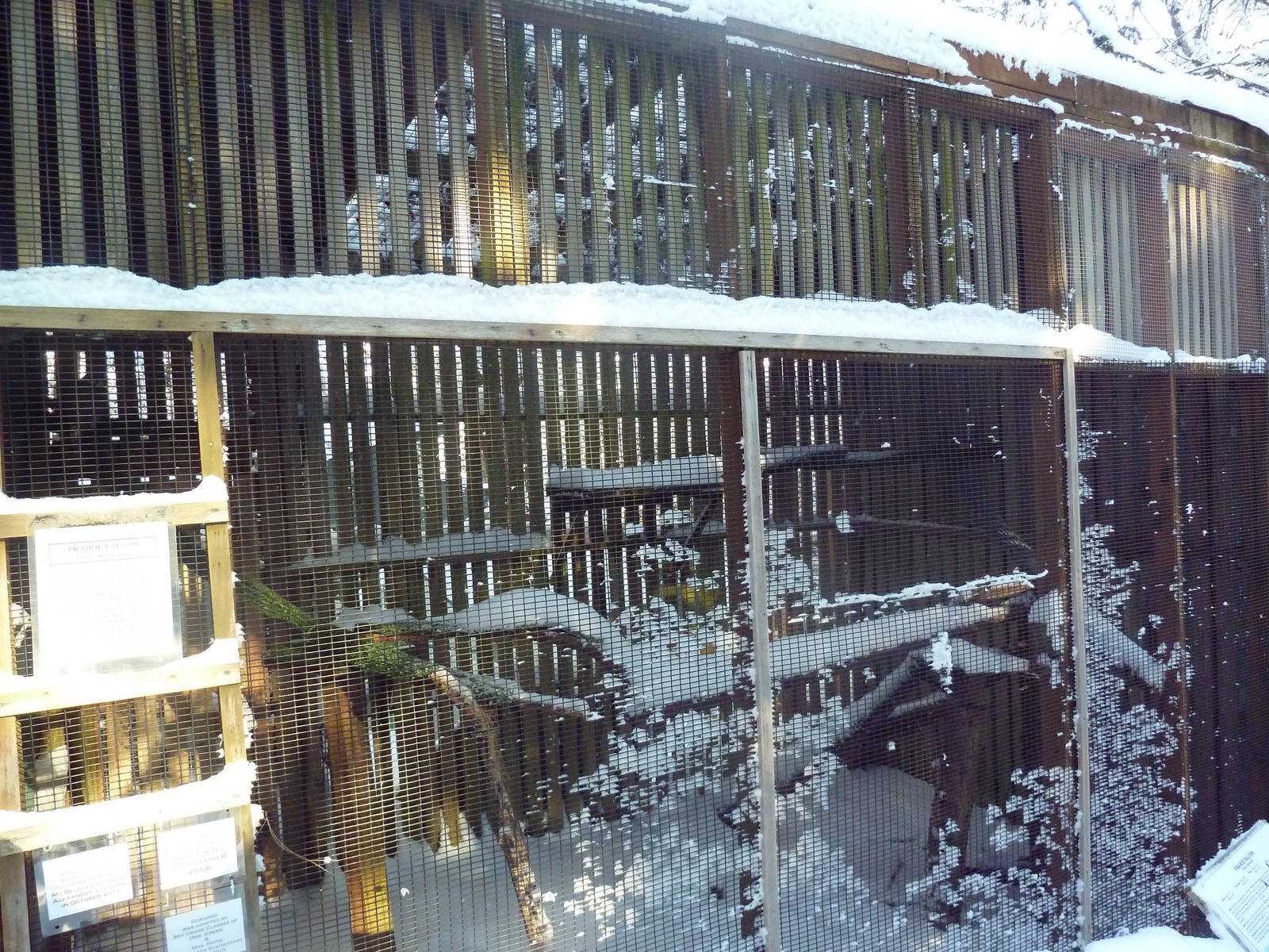 Prairie Falcon Exhibit