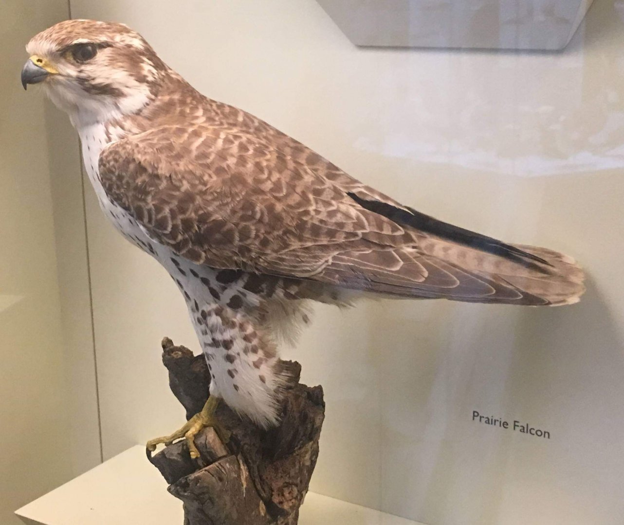 Prairie falcon (Falco mexicanus)