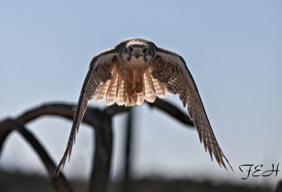 prairie falcon in flight