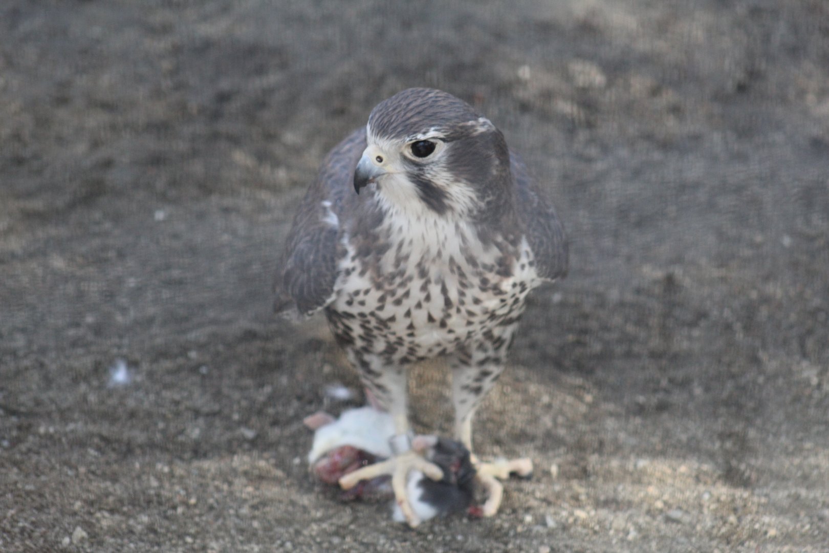 Prairie Falcon