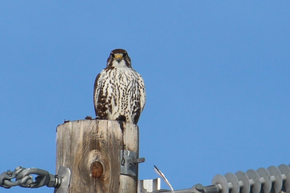 Prairie Falcon