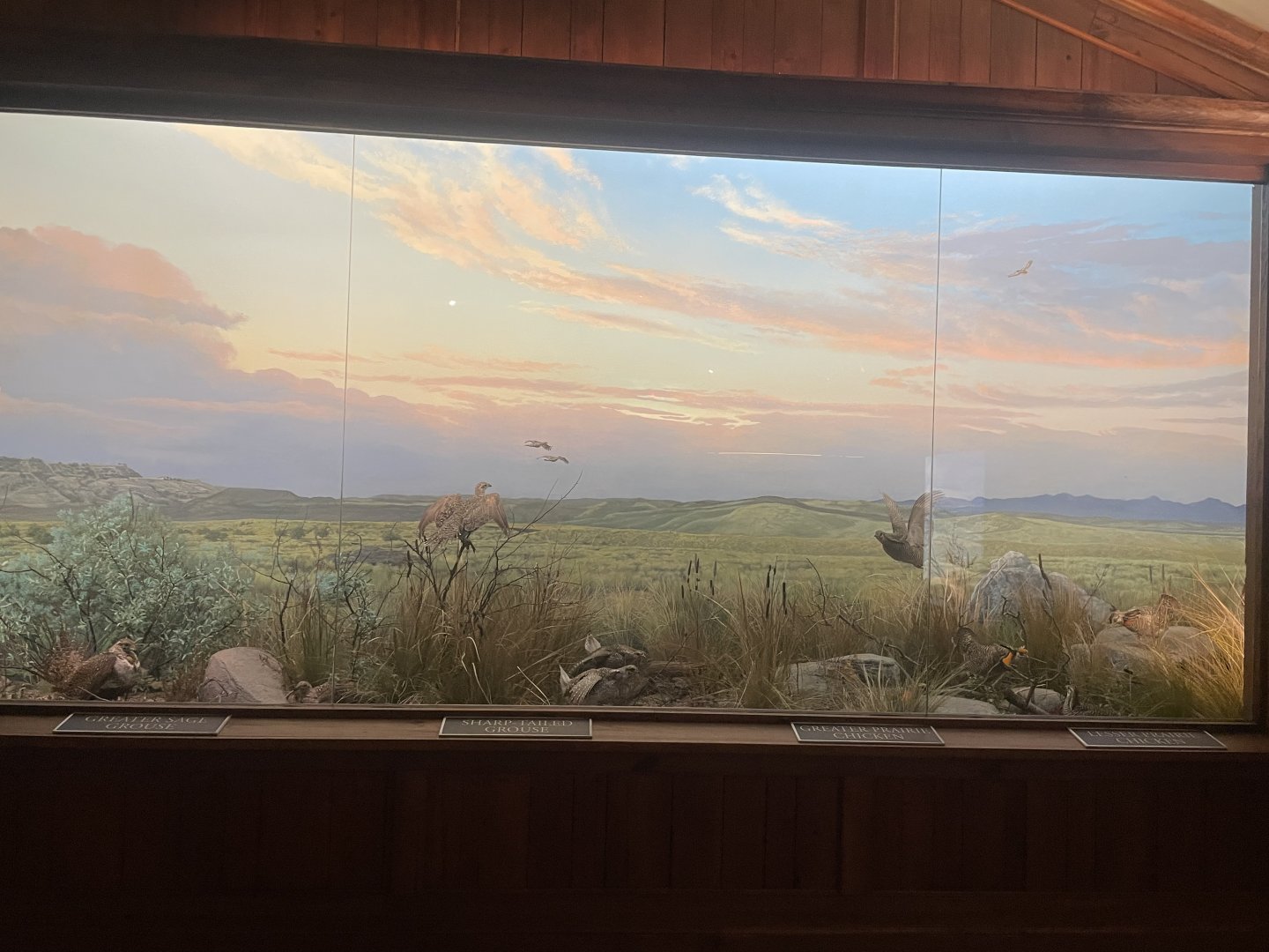 Prairie Game Bird Diorama