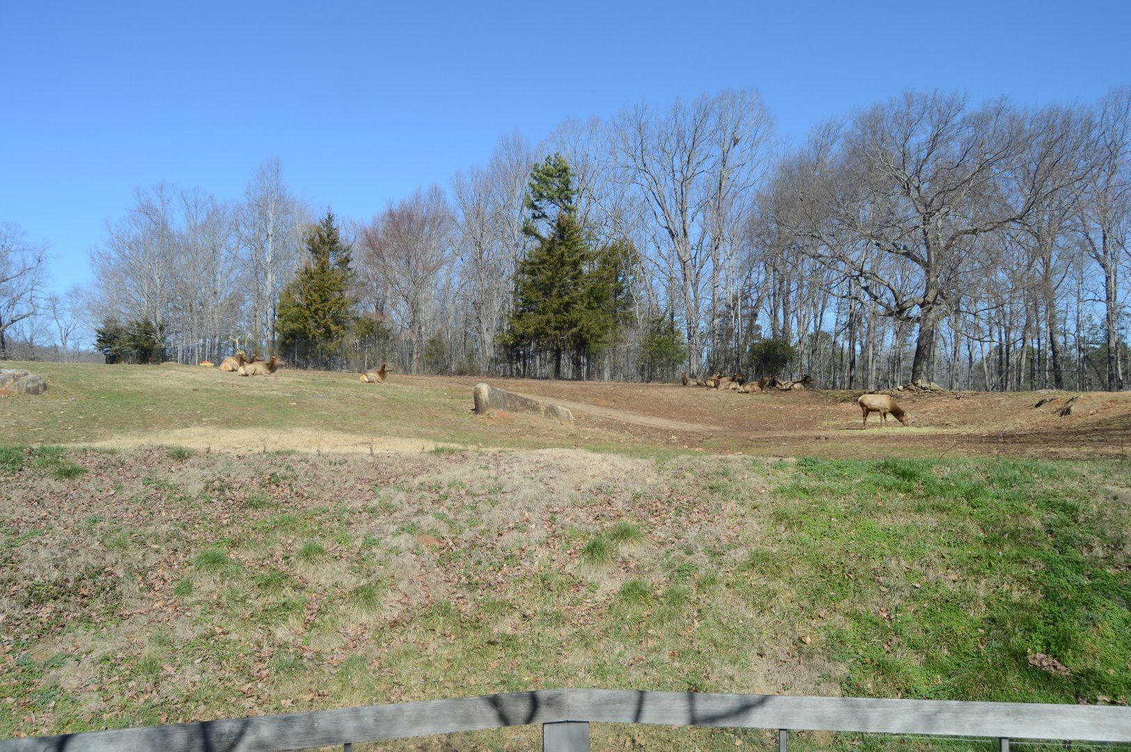 Prairie - Herd of American Elk (Cervus canadensis)