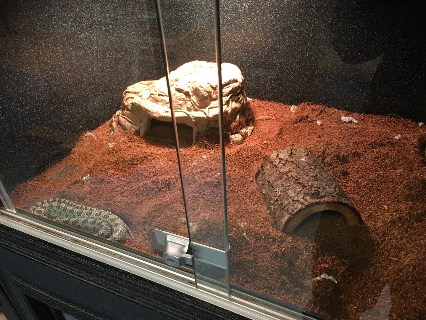 Prairie Kingsnake Terrarium