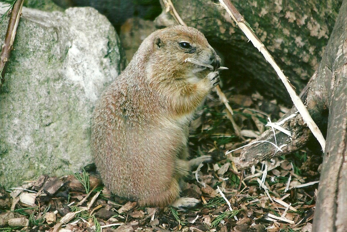 Prairie Marmot 11th September 2012