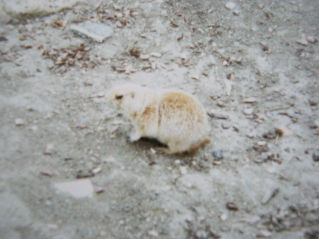 Prairie Marmot 1990.