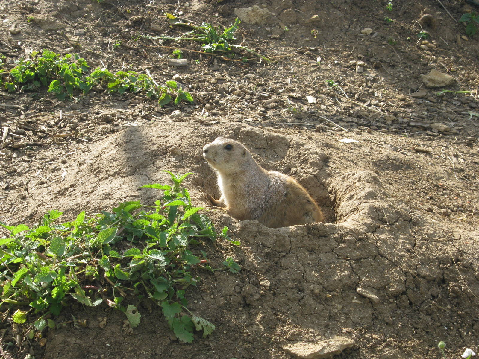 Prairie Marmot 2012.