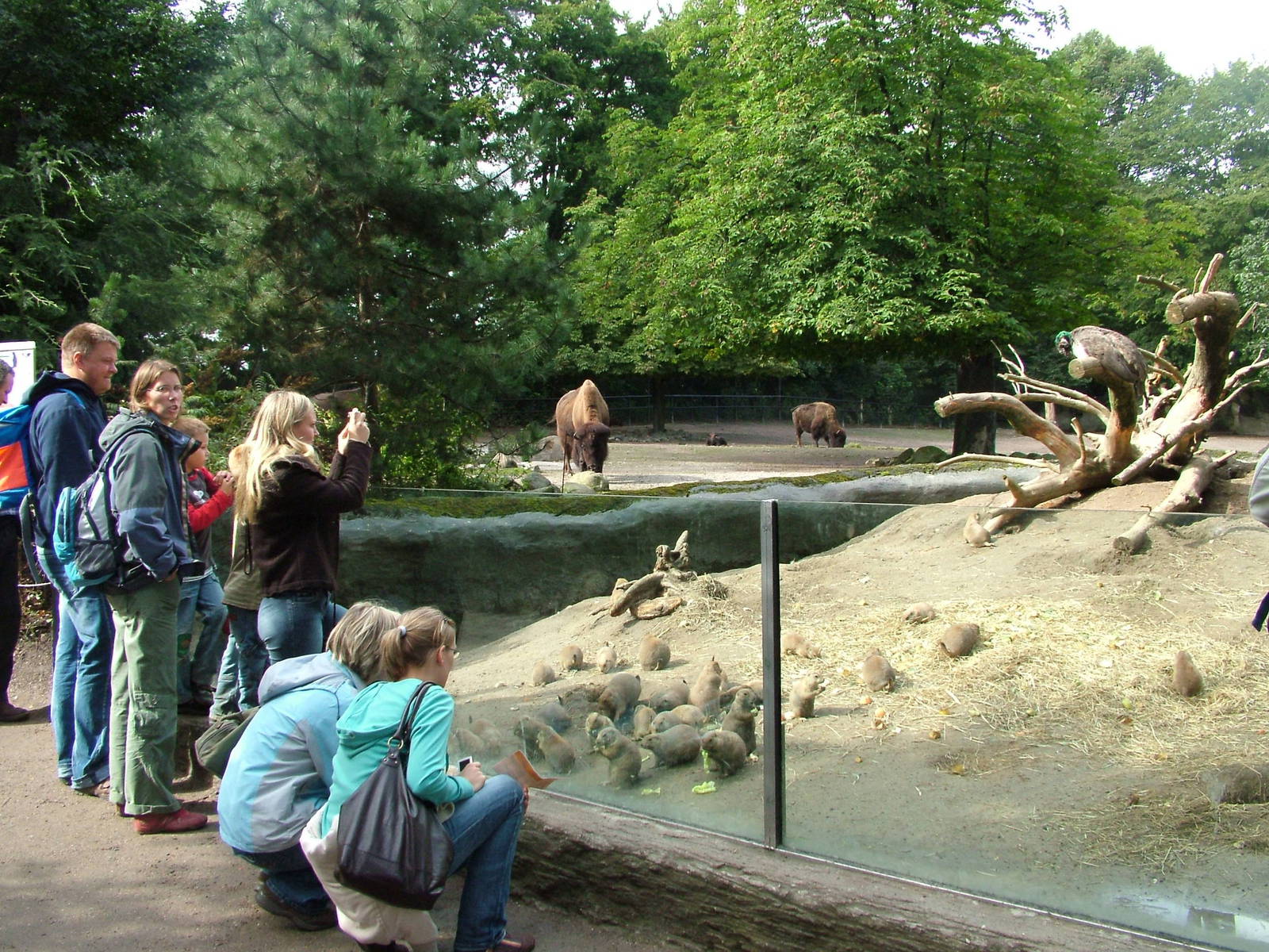 Prairie marmot and Bison enclosures at Hagenbecks, Hamburg