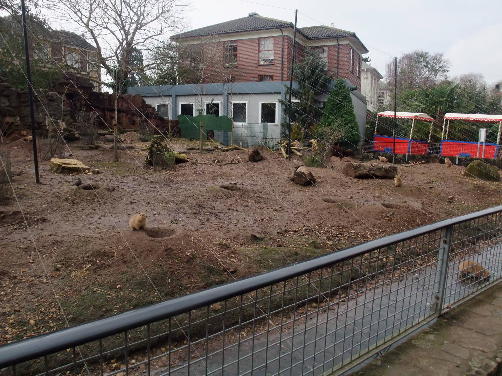 Prairie Marmot and Pudu Paddock at Bristol, 06/02/12
