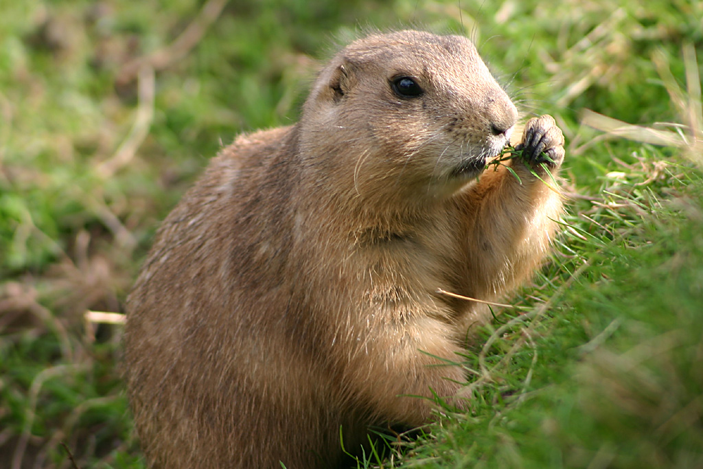 Prairie Marmot at Chester 2006