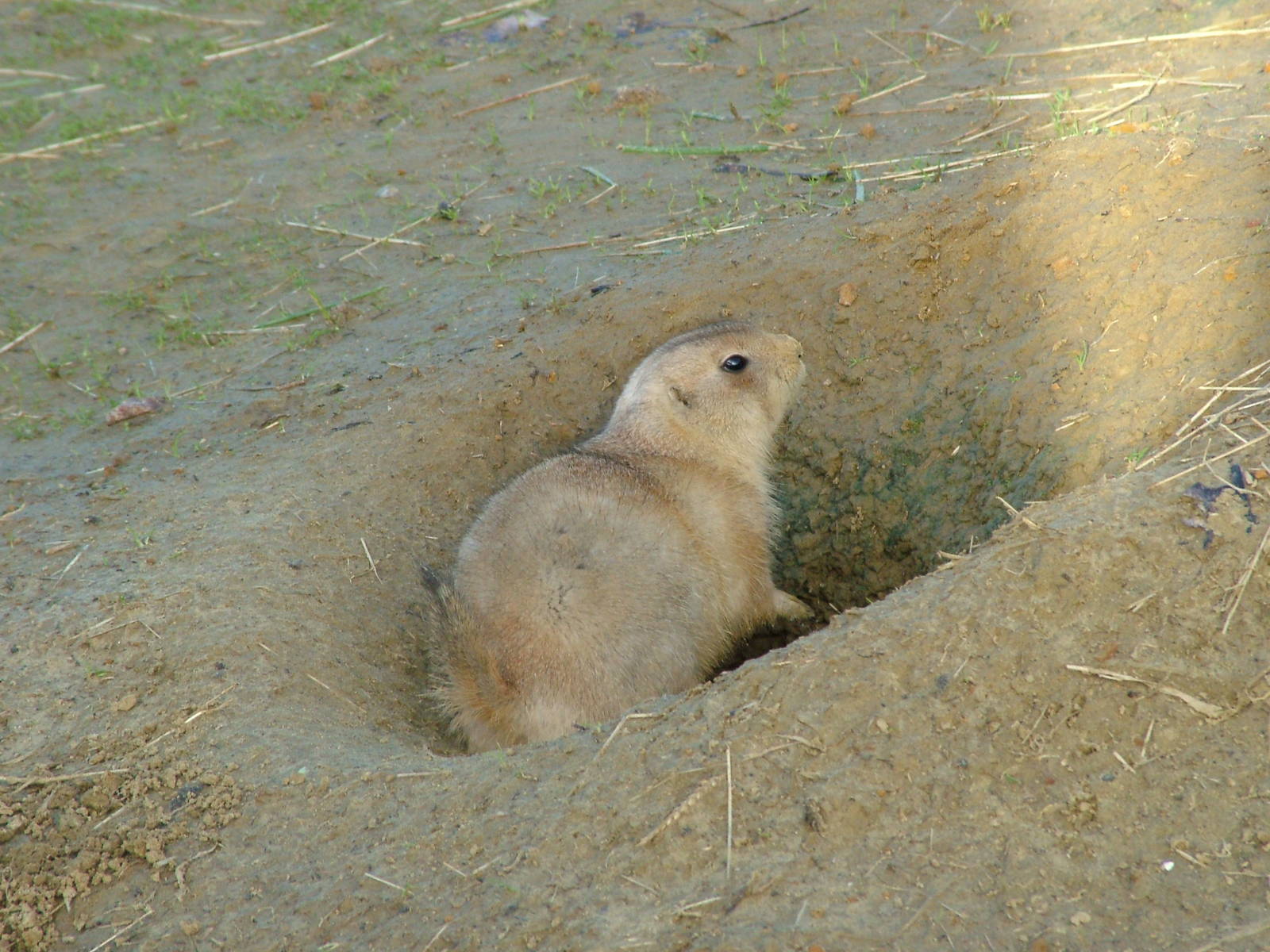 Prairie Marmot at Wingham 28/11/09