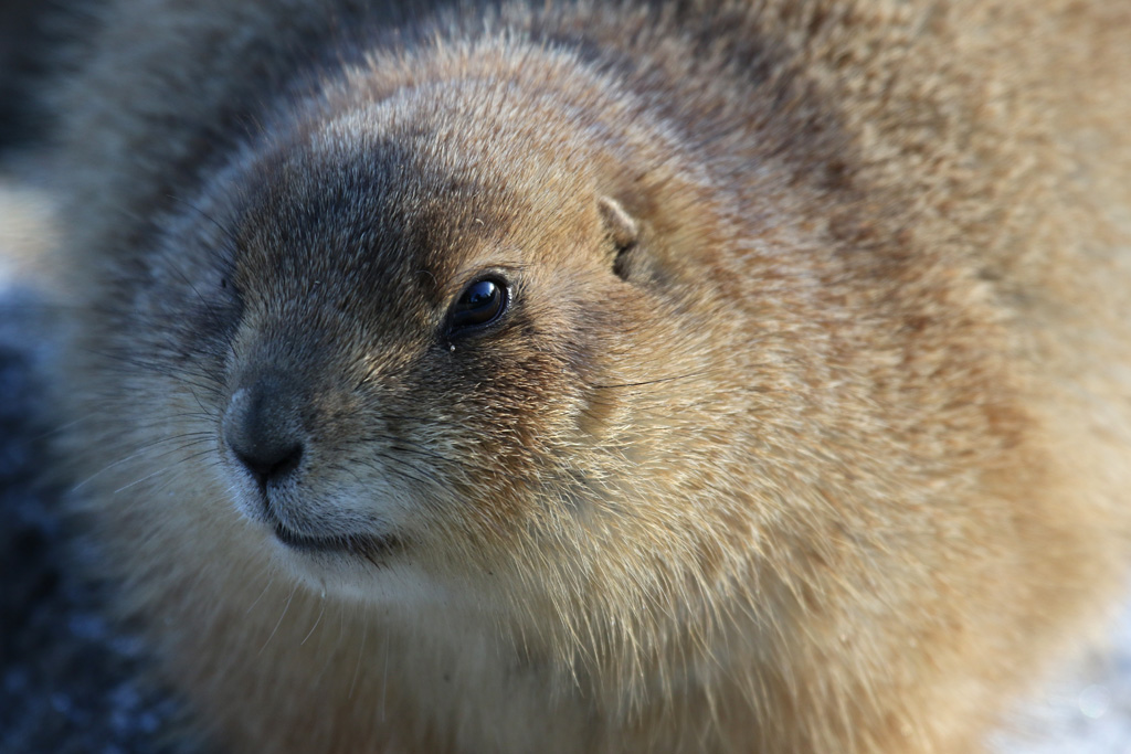 Prairie Marmot at Zoo København 15/01/2017