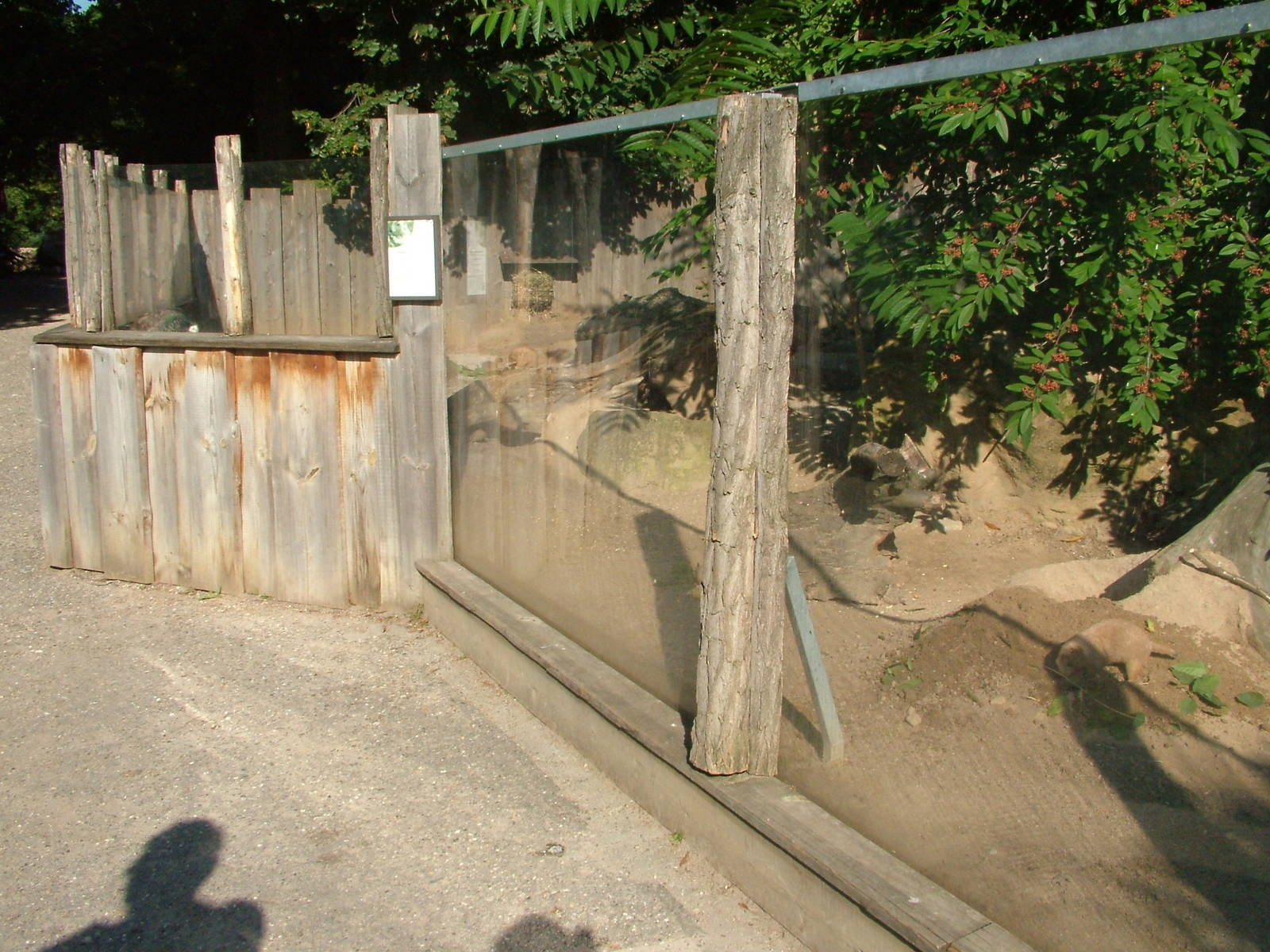 Prairie Marmot Exhibit at Heidelberg, 05/09/10