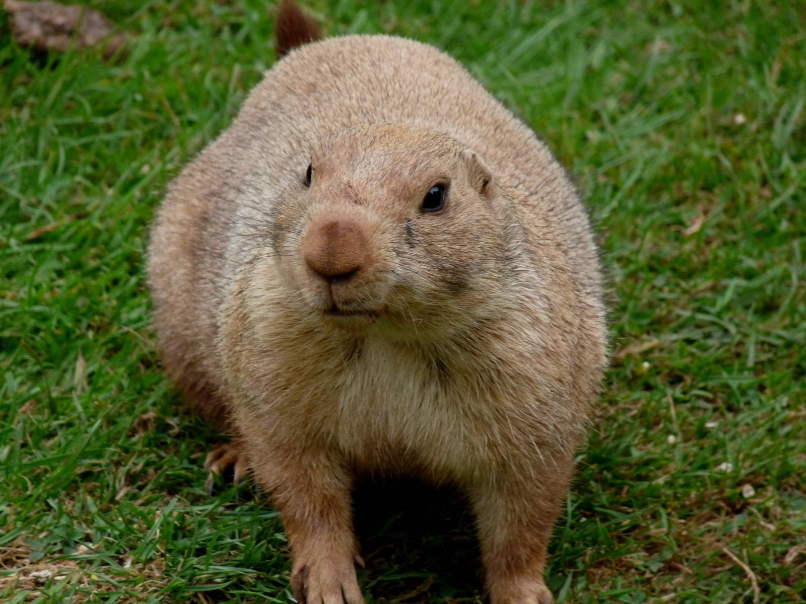 Prairie marmot