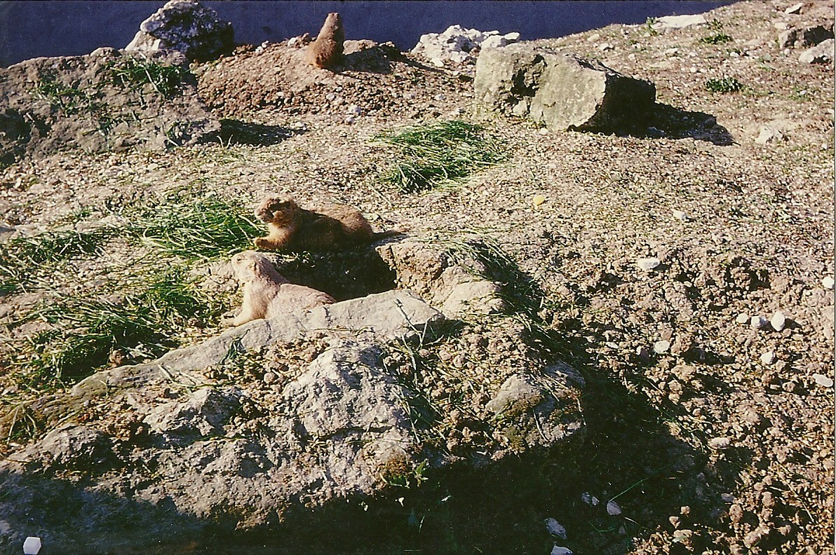 Prairie Marmots 1966