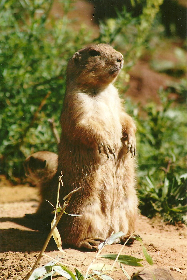 Prairie Marmots 3rd August 2012