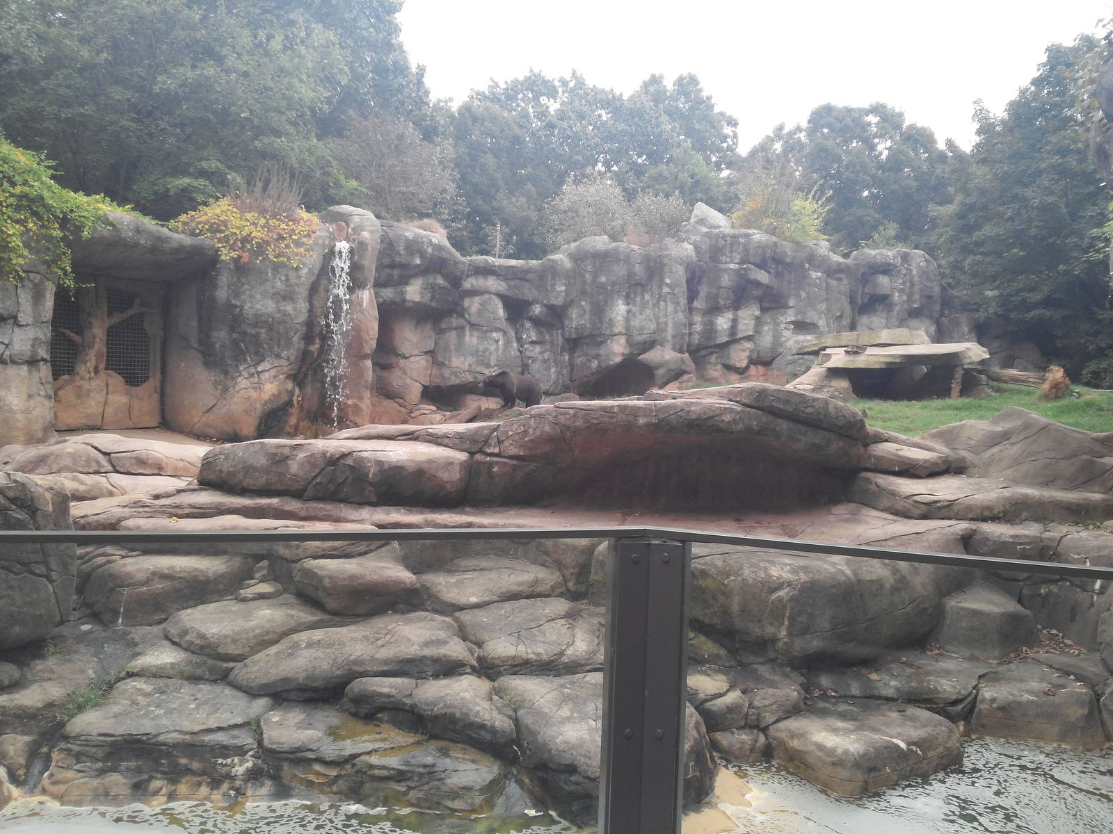 Prairie/Northwoods - Grizzley Bear