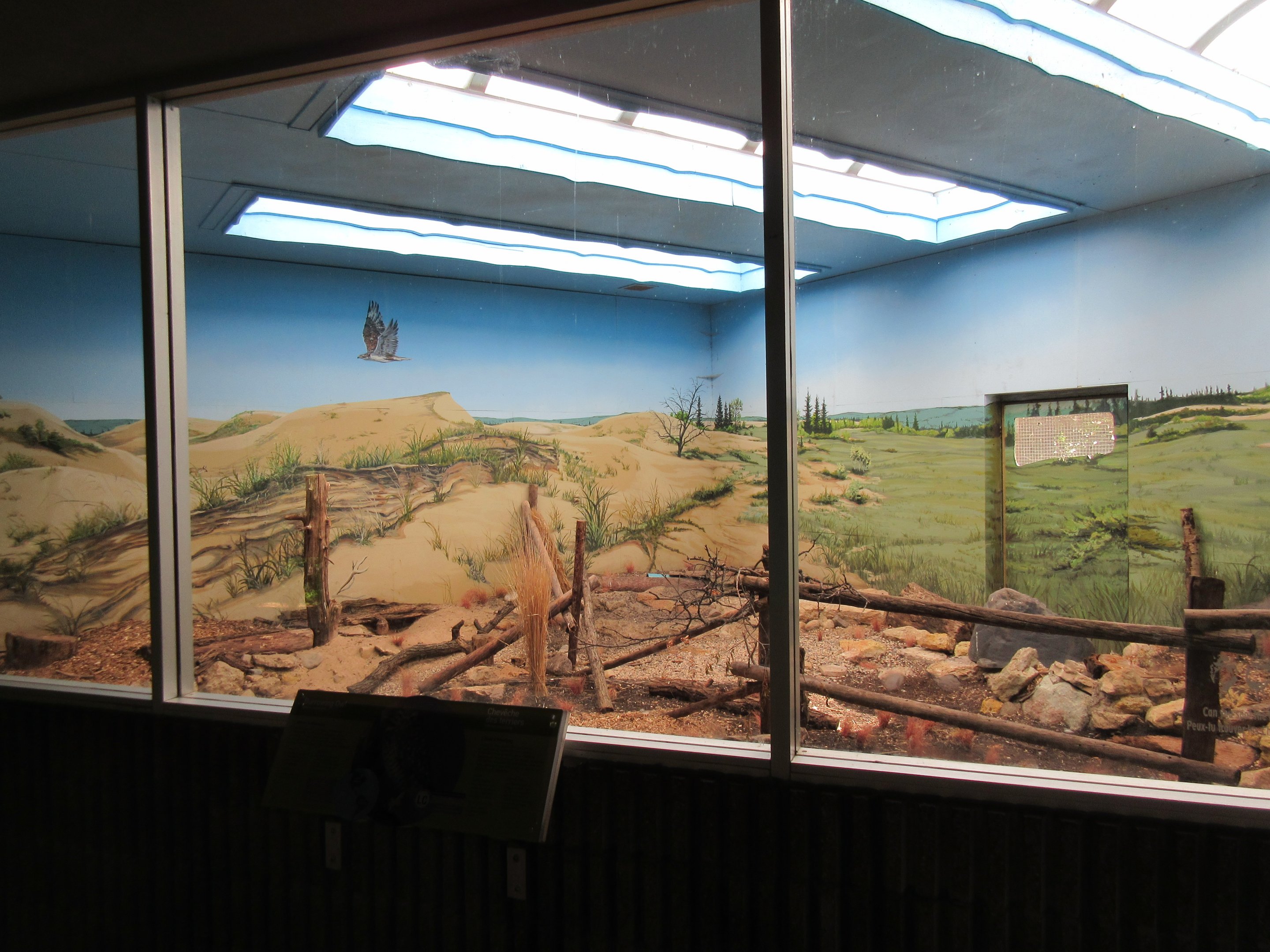 Prairie Outpost - Burrowing Owl Exhibit