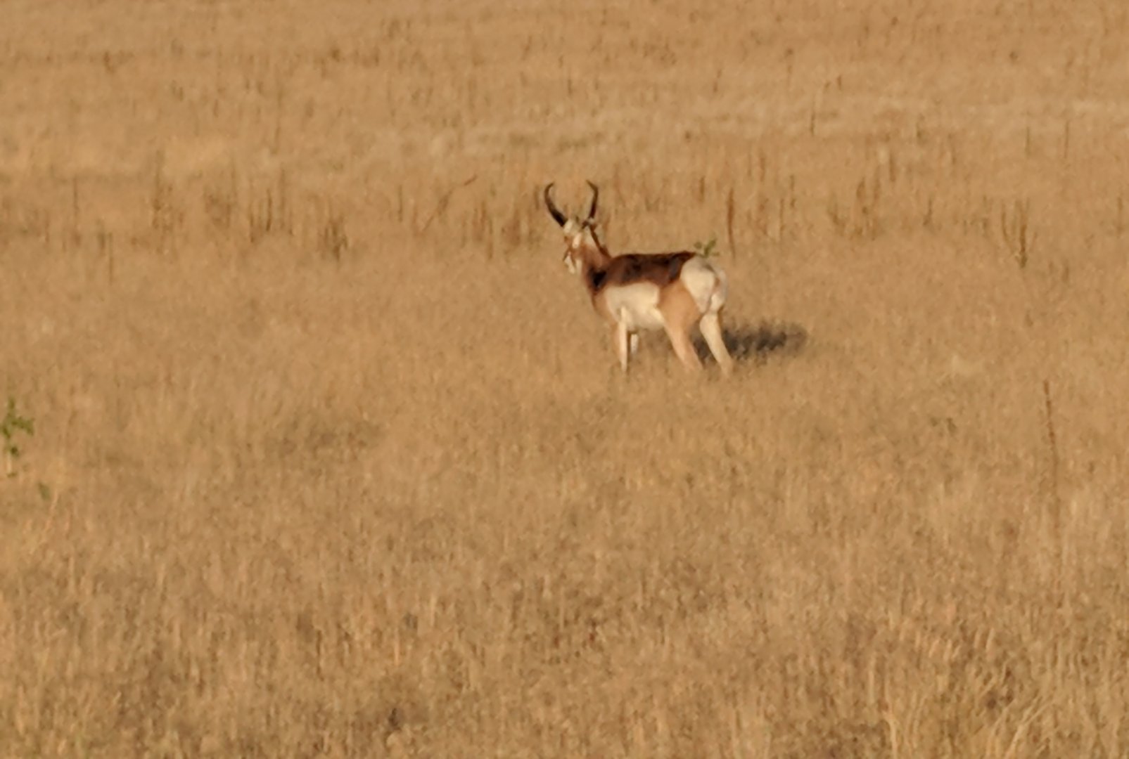 Prairie pronghorn (Antilocapra americana americana)
