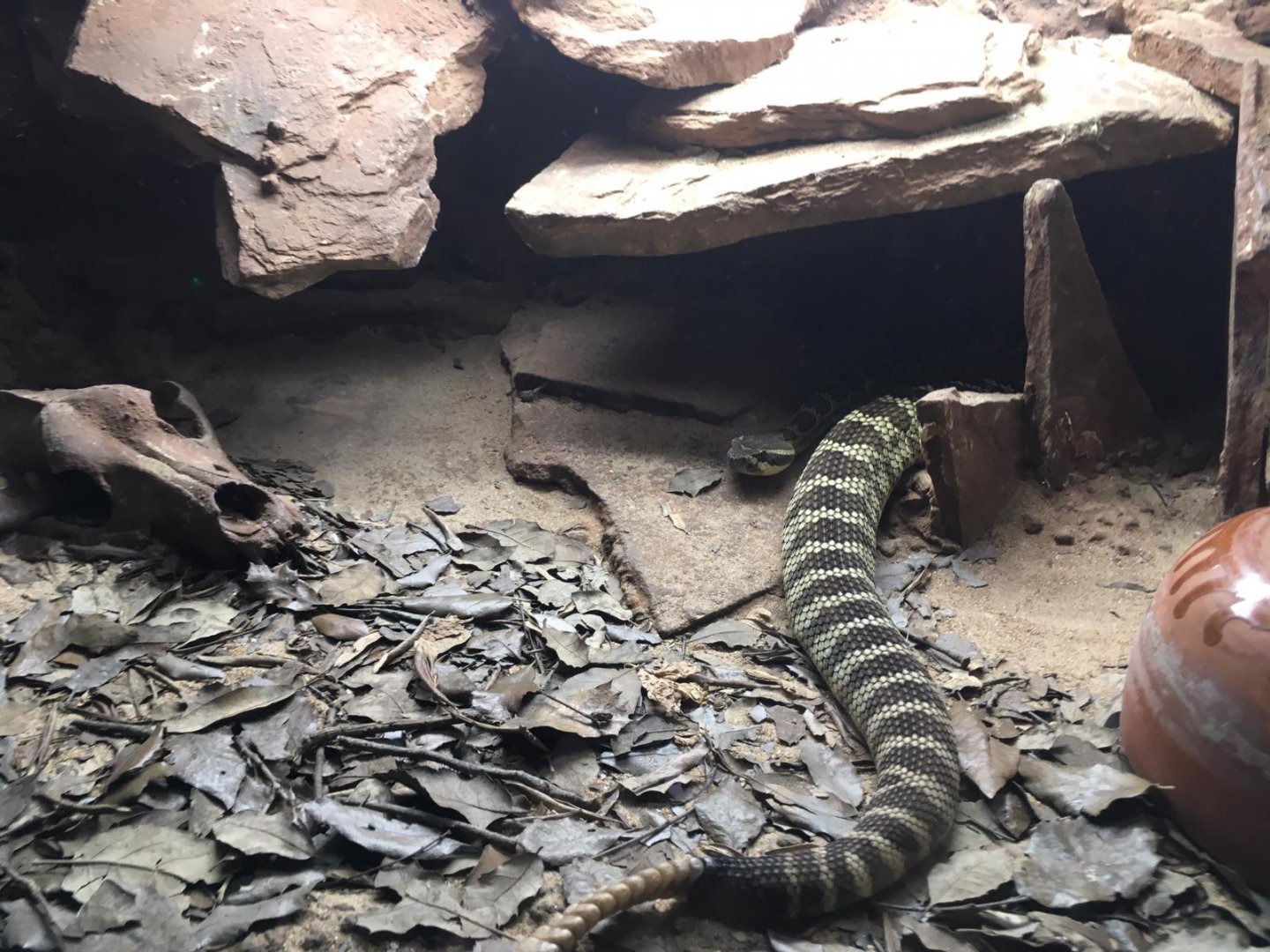 Prairie rattlesnake-Cabarceno 2019
