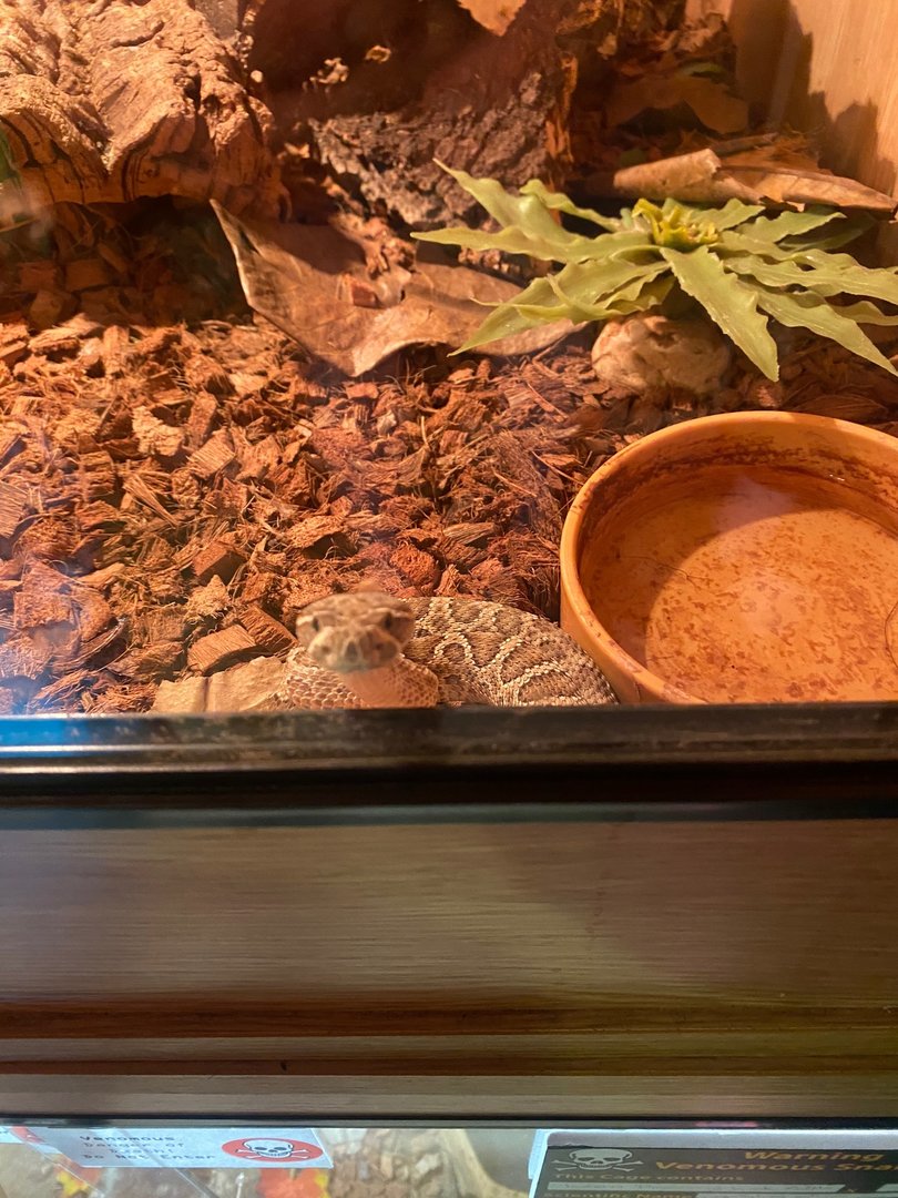 Prairie rattlesnake (Crocs R Us, Bristol) 040923