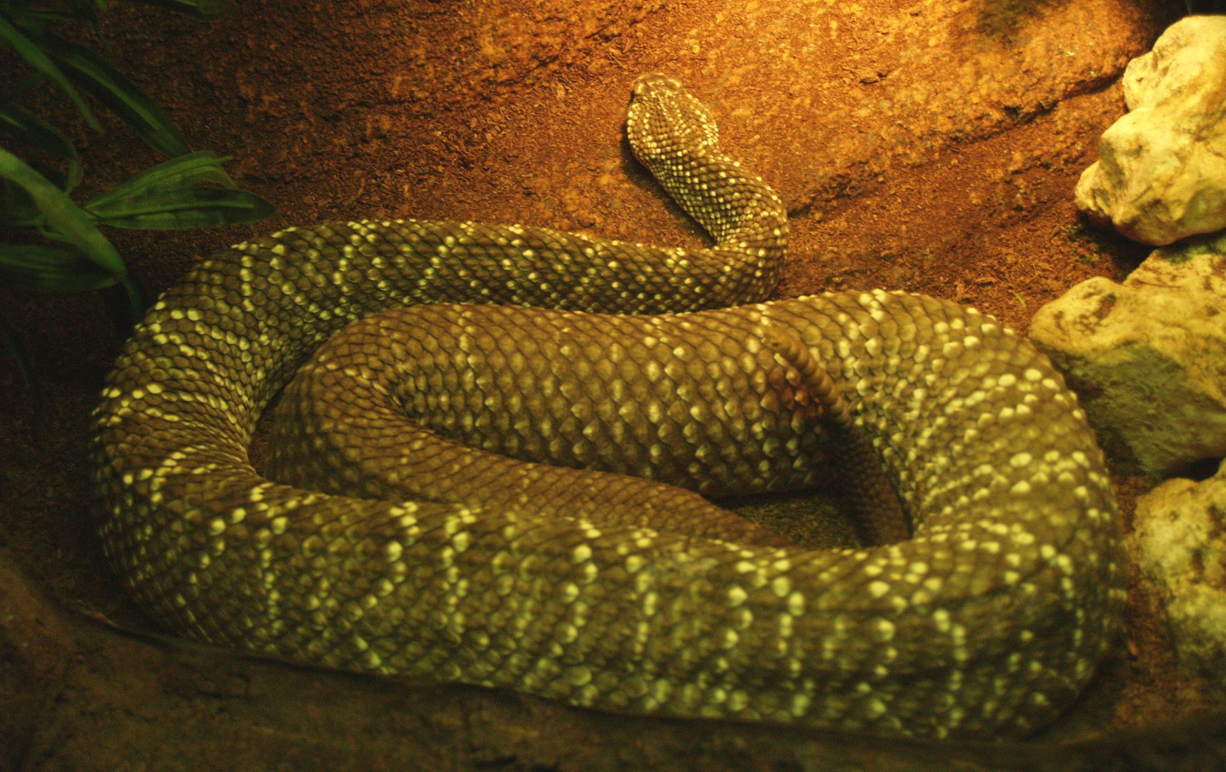 Prairie rattlesnake (Crotalus viridis), 2009-04-14
