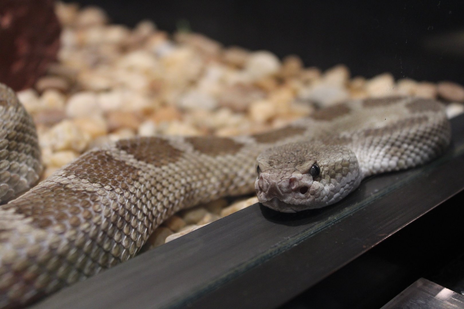 Prairie Rattlesnake (Crotalus viridis ssp.)